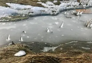 Tom 03 Einde van de winter in de berm